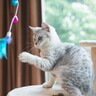 猫を最高に幸せにする『好きなこと』4選　喜んでいるサインも合わせてご紹介！