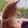 車の窓から顔を出す子犬が『大はしゃぎしている』と思ったら…可愛すぎる『まさかの理由』が10万再生「ぬいぐるみみたい」「遭遇したい」