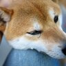 『内弁慶な犬』の特徴5選　家の中では本性を見せる理由とは？