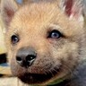 『つぶらな瞳の赤ちゃん犬』かと思っていたら→1年後…もはや別の犬？『カッコよすぎる成長』に「素晴らしい」「オオカミにしか見えない」と反響