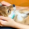 生後51日の赤ちゃん犬…信じられない速度で成長した『4ヶ月後の姿』が201万再生　驚きの成長スピードに「天使」「次元の違う可愛さ」と悶絶