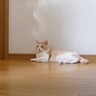 ママが猫のおやつを買い出し→『寂しがり屋の猫』を心配していたら…『意外すぎる展開』に「元気いっぱいｗ」「おやつ食べれて良かったね」