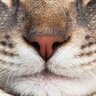 猫が『鼻をヒクヒクさせている』3つの理由　実は病気が隠れている場合も