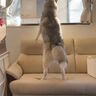 「2階からよく顔出してるコよね」ハスキーと散歩中にかけられた飼い主さん→言葉の“謎”が解けた写真に約7.6万いいねが集まる！