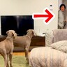 お散歩嫌いの大型犬兄弟→飼い主が『リードを持っていることに気付いた』瞬間…想定外すぎる展開が10万再生「散ったｗ」「面白過ぎ」と爆笑