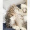 寝ている猫の手を見てみたら…まさかの『綺麗すぎる形』が素敵だと39万表示の反響「思ってた以上にｗ」「帽子かと思ったｗ」の声