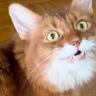 飼い主さんが喋りかけたら、"ごはん"と返事した猫！？→完璧すぎる『発音』に驚きの声続出「すごい」「はっきり聞こえる」と45万再生