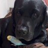 インコを抱いている大型犬→飼い主が近寄ると…あまりにも過保護な『母親のような行動』が尊いと35万再生「優しすぎ」「母性本能すごい」の声