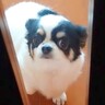 母親に電話をしたら、留守番の犬の様子を実況してくれて…まさかの『尊すぎる展開』に22万いいね「フライングしてて可愛い」「たまらん」と悶絶