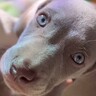 『甘えていいのかな？』真っ直ぐ見つめてくる大型犬の赤ちゃん…1年後→現在の『心を通わせる光景』が14万再生「愛おしすぎる」「純真無垢」
