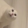 飼い主さんが『頭にサングラス』をのせたら、猫が…『衝撃の姿』が驚異の1176万再生「猫かどうかも怪しい」「見たことない形状してる」