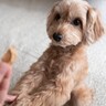 犬におやつをあげるのが『NGなタイミング』5選　しつけに悪影響を与える瞬間とは？