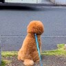 バスの発車2分前→犬が『大好きな運転手さん』にどうしても会いたくて…素敵すぎる『まさかの神対応』が11万再生「優しすぎる」「相思相愛」