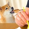 犬が『ご飯のおすそ分け交渉』に来た結果…会話が成立する光景と『まさかの展開』が凄すぎると34万再生「天才では？」「言葉喋ったｗ」と絶賛