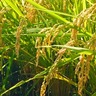 石破総理がコメの政策の失敗を認め、「コメの増産に舵を切る」と方針表明