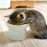 『ご飯を食べたまま寝ちゃった子猫…』破壊力が高すぎる瞬間に心奪われる人続出「力尽きて笑った」「可愛いが渋滞ｗ」と36万再生突破