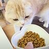 全くごはんを食べなくなってしまった猫→不安になり急いで病院に向かった結果……思わず驚いた『予想外の診察結果』が！21万再生の反響