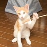 子猫と犬に『猫じゃらし』をあげてみた結果…予想外すぎる光景に「中に人はいってる？」「見ていてホッコリした」と反響続々