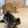 猫2匹の『初対面から仲良し兄弟になるまで』をまとめてみたら…成長した姿が感動的すぎると63万再生「涙がでた」「素敵なお兄さんだね」