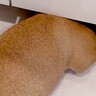 犬の姿が見当たらず、家中を探し回った結果…『想像もしなかった姿』で発見される光景が9万再生「可愛すぎて反則ｗ」「七面鳥で草」と絶賛の声