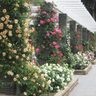 【お出かけ情報】ボランティアの人々に守られている〝秘密の花園〟「生田緑地ばら苑」が一般開放される（5月8日～5月25日）