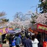 【屋台やイベント、夜桜ライトアップ♪】“日本さくら名所100選”の公園に咲く約3,000本の桜！五泉市「村松公園」【新潟県の桜名所･お花見スポット特集2025】