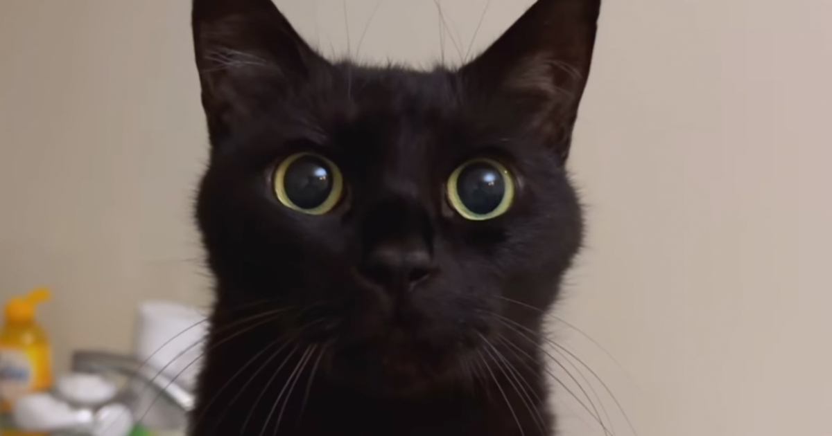 大きな瞳で飼い主さんを見つめる黒猫…あまりにも尊すぎる