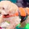 犬がボードを乗り継ごうとした結果→まさかのピンチに…必死に頑張る光景が可愛すぎると9万いいね集まる「一生懸命で偉い」「とても良い」の声