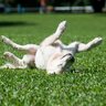 犬が散歩中に寝転んでしまう時の心理４つ　背中を擦り付ける理由や対処法をご紹介