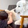 男の子が『白くまのような超大型犬』と仲良くなった結果…可愛すぎる『撫であいっこ』が353万再生の反響「ほっこり」「鼻ツンたまらん」