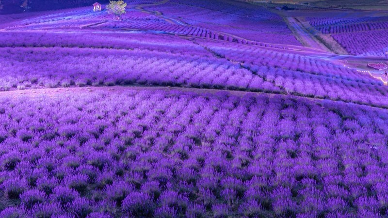 風景画【日没前のラベンダー畑】四つ切サイズ 風景画【日没前のラベンダー畑】四つ切サイズ 透明水彩画 原画