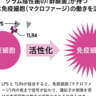 有能すぎる？！「酢酸菌」が他の菌とはひと味違う理由とは？【1週間で勝手に最強の免疫力がつくすごい方法】