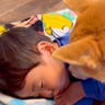 子供がなかなか起きないので『犬に起こすよう頼んでみた』結果…優しすぎる方法と『意外な結末』が50万再生「寝るんかいｗ」「なんて可愛いの」