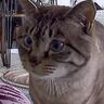 昼休みにふとペットカメラを覗いてみたら、猫が…飼い主さんが"帰りたくなった瞬間"が83万表示の大反響「分かります」「罪なカメラｗ」