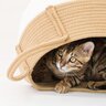 猫が影からひっそりと…あなたを『待ち伏せ』しているときの心理3選　どうリアクションするのが正解？