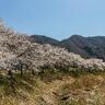 壮観！総延長約20キロの桜並木！【丹波篠山市・三田市】
