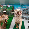 展示数は約20,000点！「つやま自然のふしぎ館」の"本物"の動物展示が迫力満点