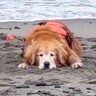 海から帰りたくない大型犬と飼い主の攻防戦…まさかの『お姫様すぎる解決方法』が29万再生「最後まで不満顔なの好き」「拗ねてるの可愛い」