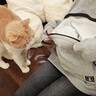 『パーカーのポケットに猫』を入れてみたら…幸せいっぱいな光景に反響続々「何回見ても可愛くてたまらん」「心が和む」と2万再生