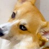 トイレ行くと毎回ついて来る犬→構ってほしいのかと思いきや…想定外だった『まさかの態度』が121万再生「面倒くさそうｗ」「顔がｗ」と爆笑