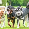 犬から『モテる犬』の共通点5選　主な特徴や他犬に好かれる理由までご紹介
