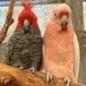 【パース】オーストラリアの動物が大集合！カバシャムワイルドライフパーク