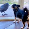 犬がいる家に『カラスが訪問してきた』結果…まさかの急展開と『種族を超えた行動』が46万再生「遊ぼうって誘ってるのかな」「お辞儀してる」