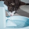 夏場を乗り切るためにも！猫にしっかり『水分補給』をしてもらうアイデア4つ