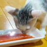 元野良猫が生まれて初めて『サーモン』を食べた結果…まさかの『食べっぷり』が3.4万回再生「さすが野良出身ｗ」「変な動作かわいすぎｗ」