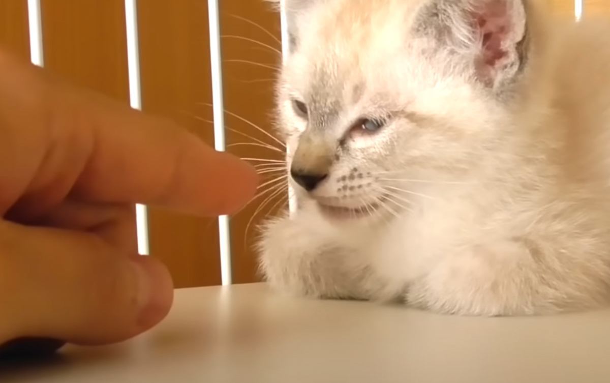 保健所にいた小さな子猫を引き取って4ヶ月間を共に過ごした結果