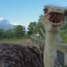 子どももビックリ「なんの動物？」「地球上で一番大きい卵」北海道ニセコ町で見つけた牧場の取り組みに注目