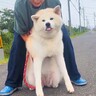 夏、犬の散歩中に振り返った結果…まさかの『道のど真ん中での散歩拒否』と飼い主との攻防戦が32万再生「断固たる決意で草」「大変すぎるｗ」