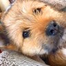 捨てられていた野犬の子犬が『人を信頼してくれた日』…初めて腕の中で抱っこできた瞬間が33万再生「赤ちゃんみたい」「愛おしくて涙」と感動