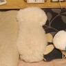 なぜか枕に挟まってブチギレている犬→完全に想定外な『まさかすぎる理由』と結末が137万再生「可愛いｗ」「意味わからんくて草」と大爆笑